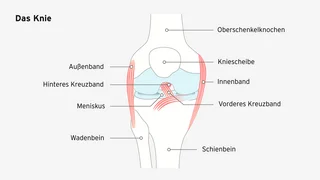 Abbildung eines Knies mit einer Beschreibung der einzelnen Bestandteile.