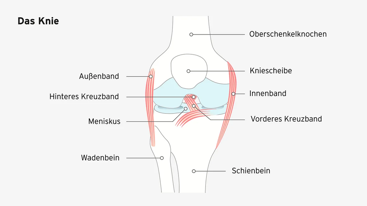 Abbildung eines Knies mit einer Beschreibung der einzelnen Bestandteile.